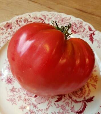 Pink Tomato Plants
