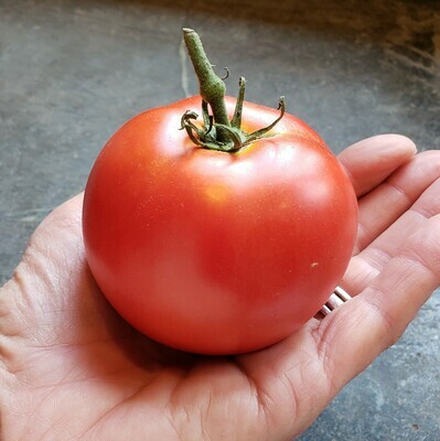 Mid Size Tomatoes