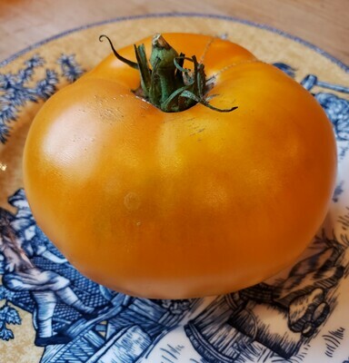 Orange Tomato Plants