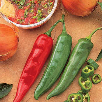 &#39;Garden Salsa&#39;