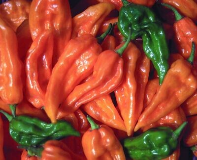 &#39;Fatali&#39;