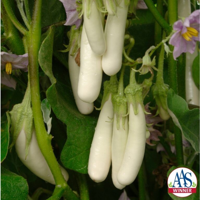 Eggplant - &#39;Gretel&#39;