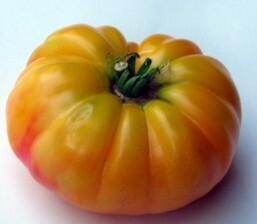 &#39;Dwarf Lucky Swirl&#39;