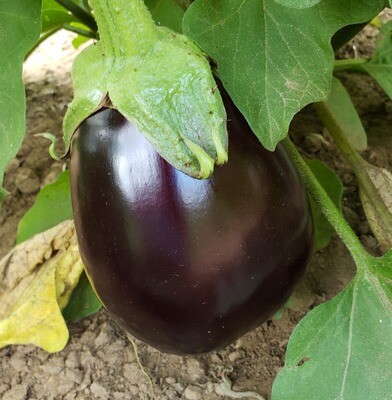 Eggplant - 'Black Beauty'