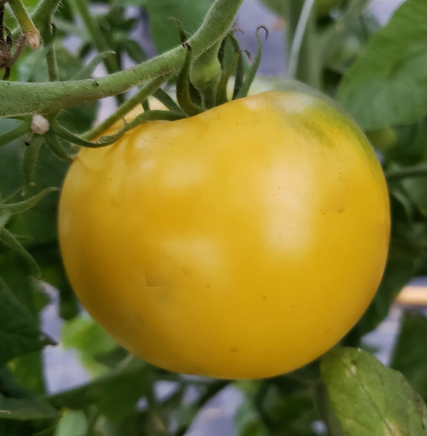 &#39;Lillian&#39;s Yellow Heirloom&#39;