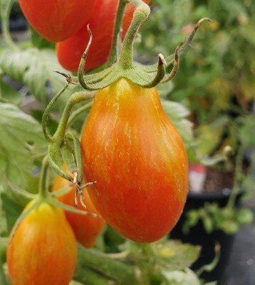 &#39;Prairie Fire&#39;