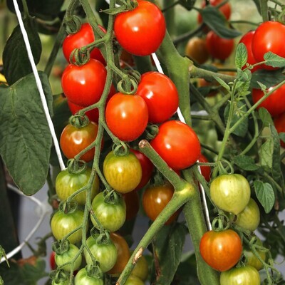 Cherry and Grape Tomatoes