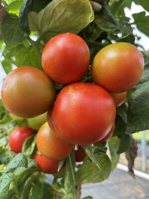 &#39;Dwarf Itarod Red&#39;