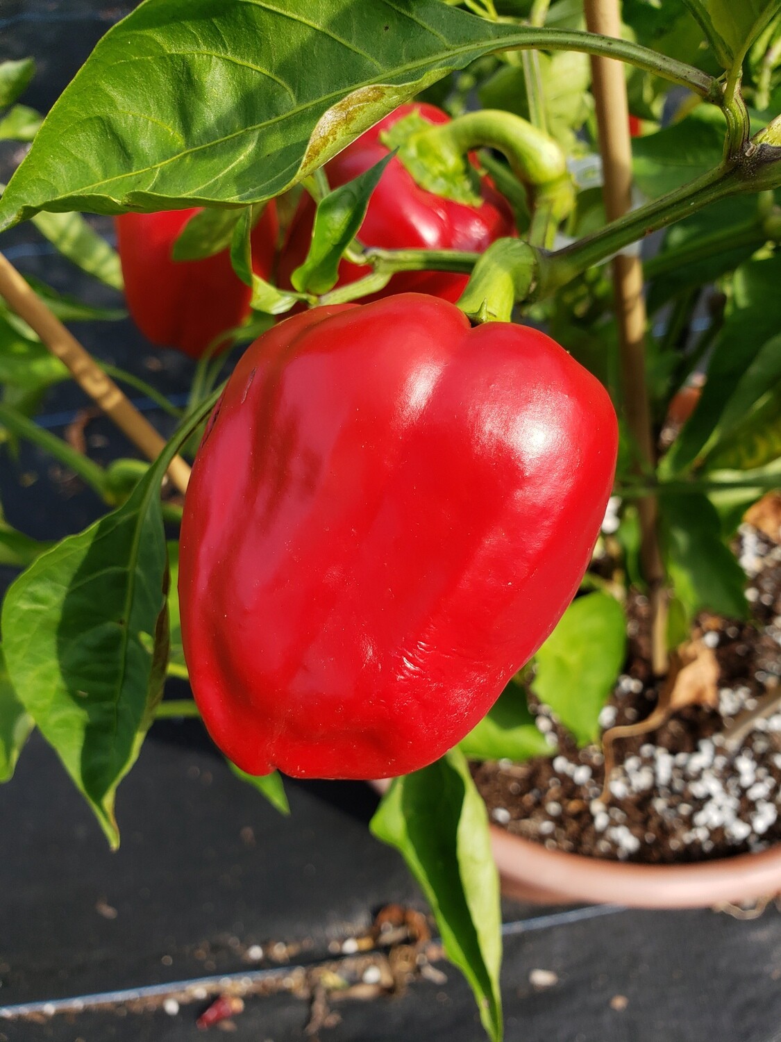 &#39;Ausilio Thin Skin Italian&#39;