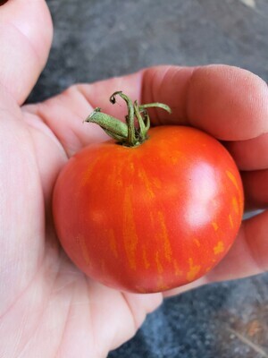 &#39;Tigerella&#39;
