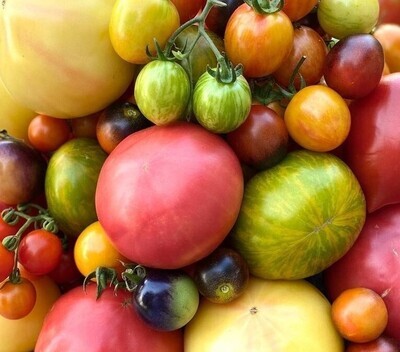 All Tomato Plants