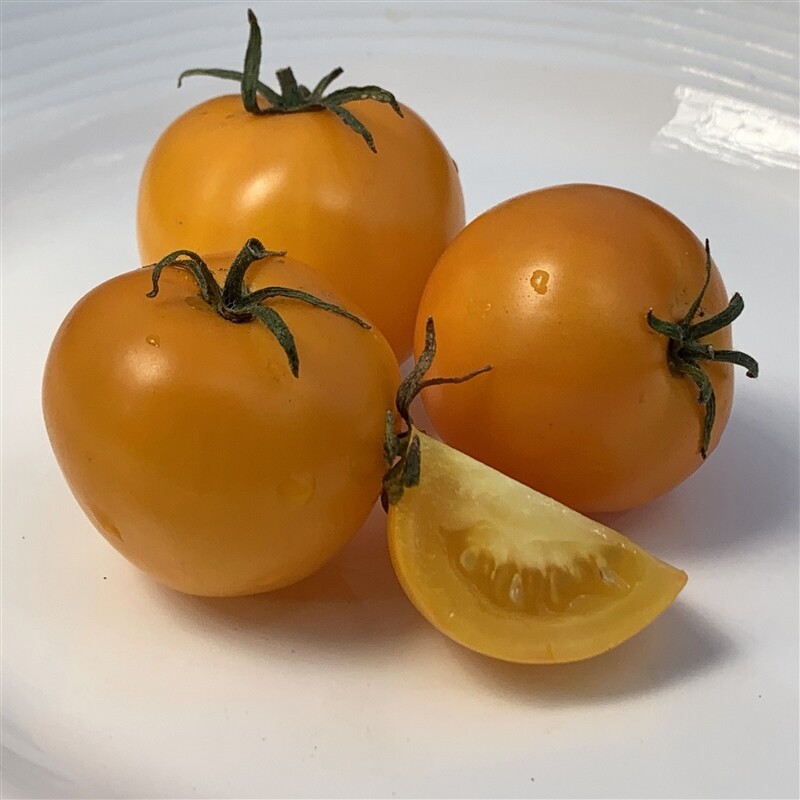 &#39;Amber Colored Heirloom&#39;