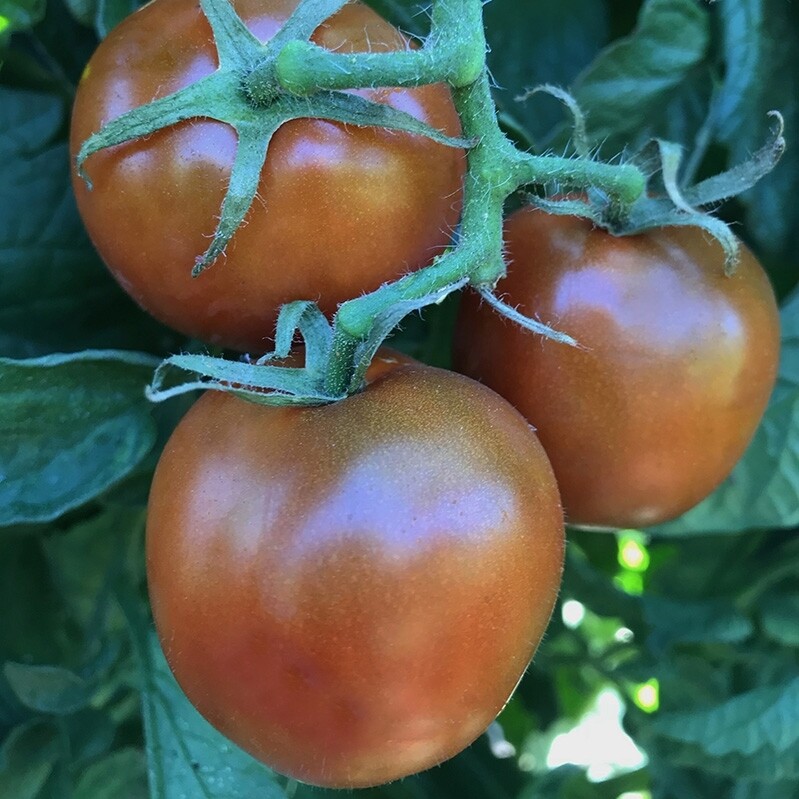 &#39;Black Ethiopian&#39;