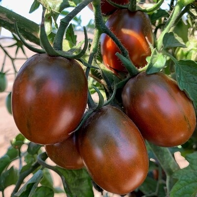 &#39;Black Plum&#39;