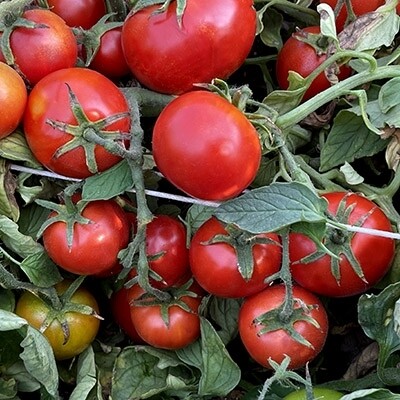 &#39;Burbank Slicing&#39;