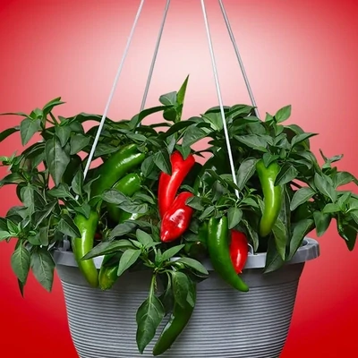 Pot-a-Peno