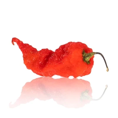 &#39;Primotalii&#39; - Hot Pepper