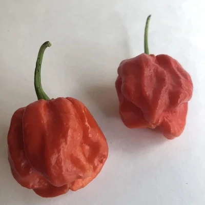 &#39;Wicked Ass Little 7 Pot&#39; - Hot Pepper
