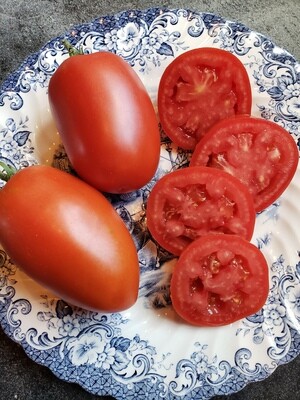 Paste/Processing Tomato Plants