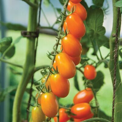 &#39;Santorange Grape&#39;