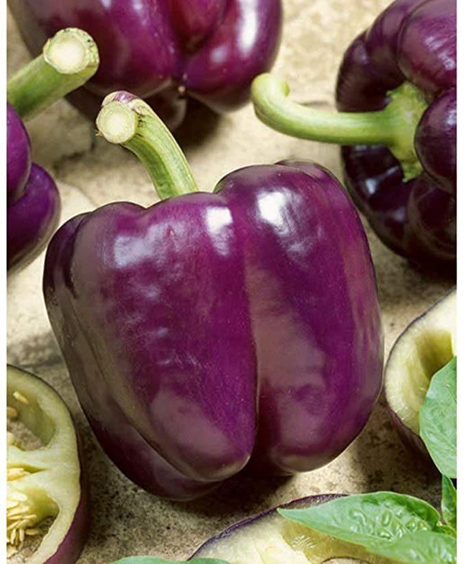 &#39;Bell - Purple&#39;