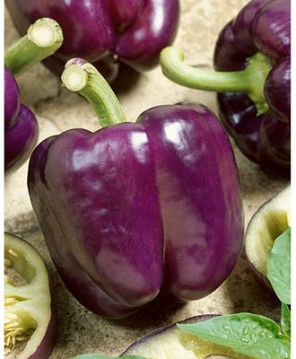 &#39;Bell - Purple&#39;