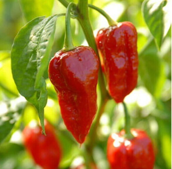 'Dorset Naga'