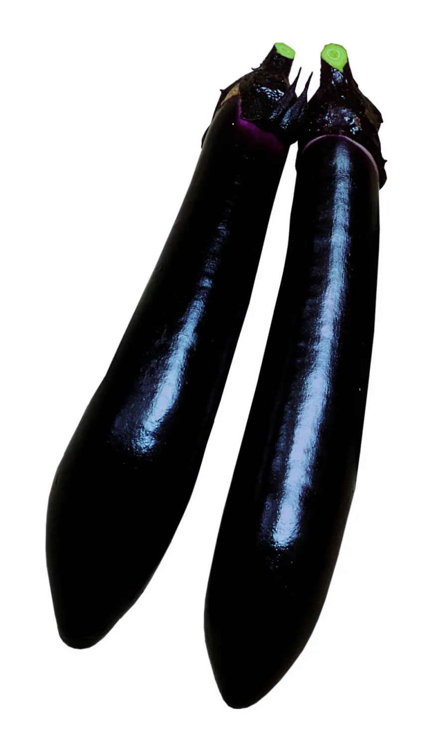 Eggplant - 'Japanese Millionaire'