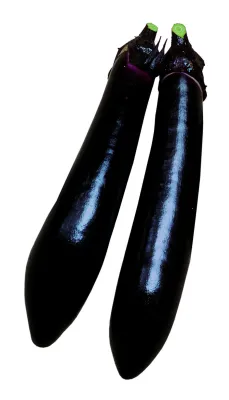 Eggplant - 'Japanese Millionaire'