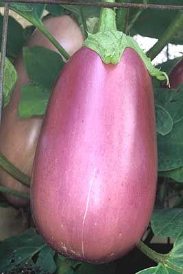 Eggplant - 'Rosita'