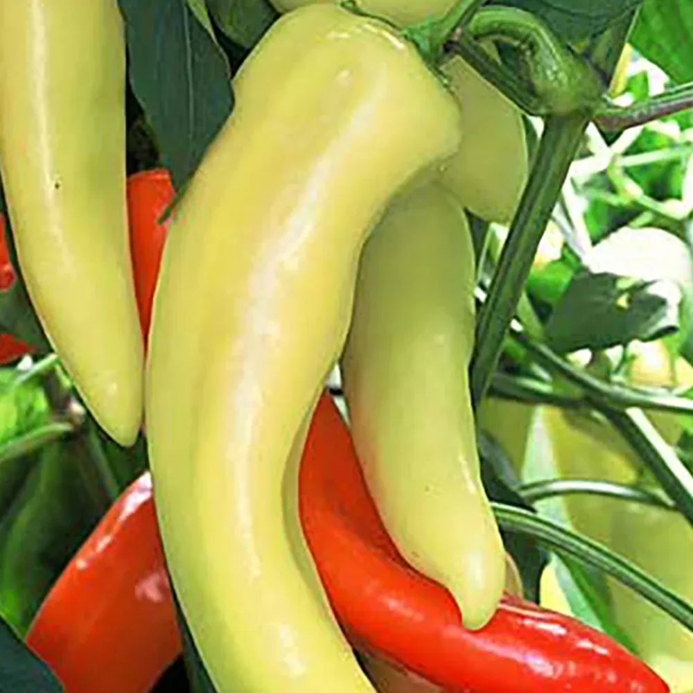 'Hungarian Hot Wax'