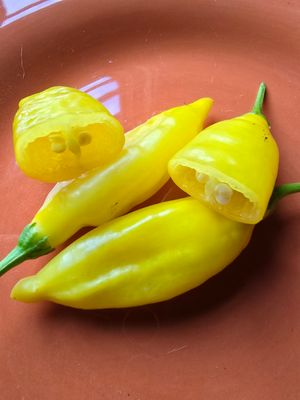 'Lemon Drop'