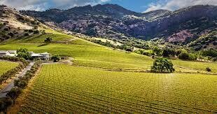 Shafer Vineyard