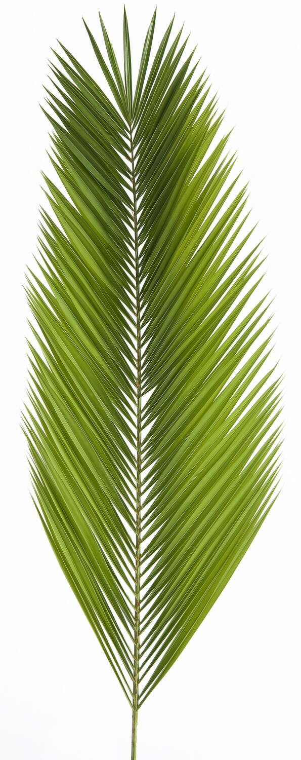 * Palm Date (Not Available in AZ) - Bag of 4