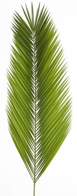Palm Date (Not Available in AZ) - Bag of 4