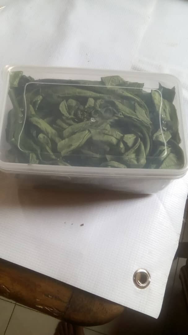 FRESH UGWU LEAF