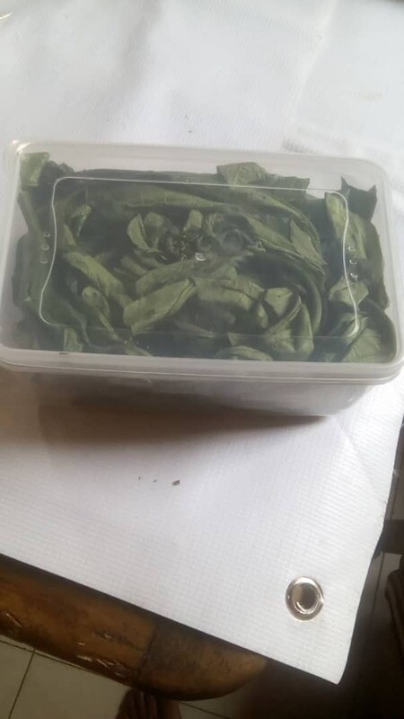FRESH UGWU LEAF