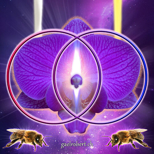 ❖ Orchidée de la Destinée ❖