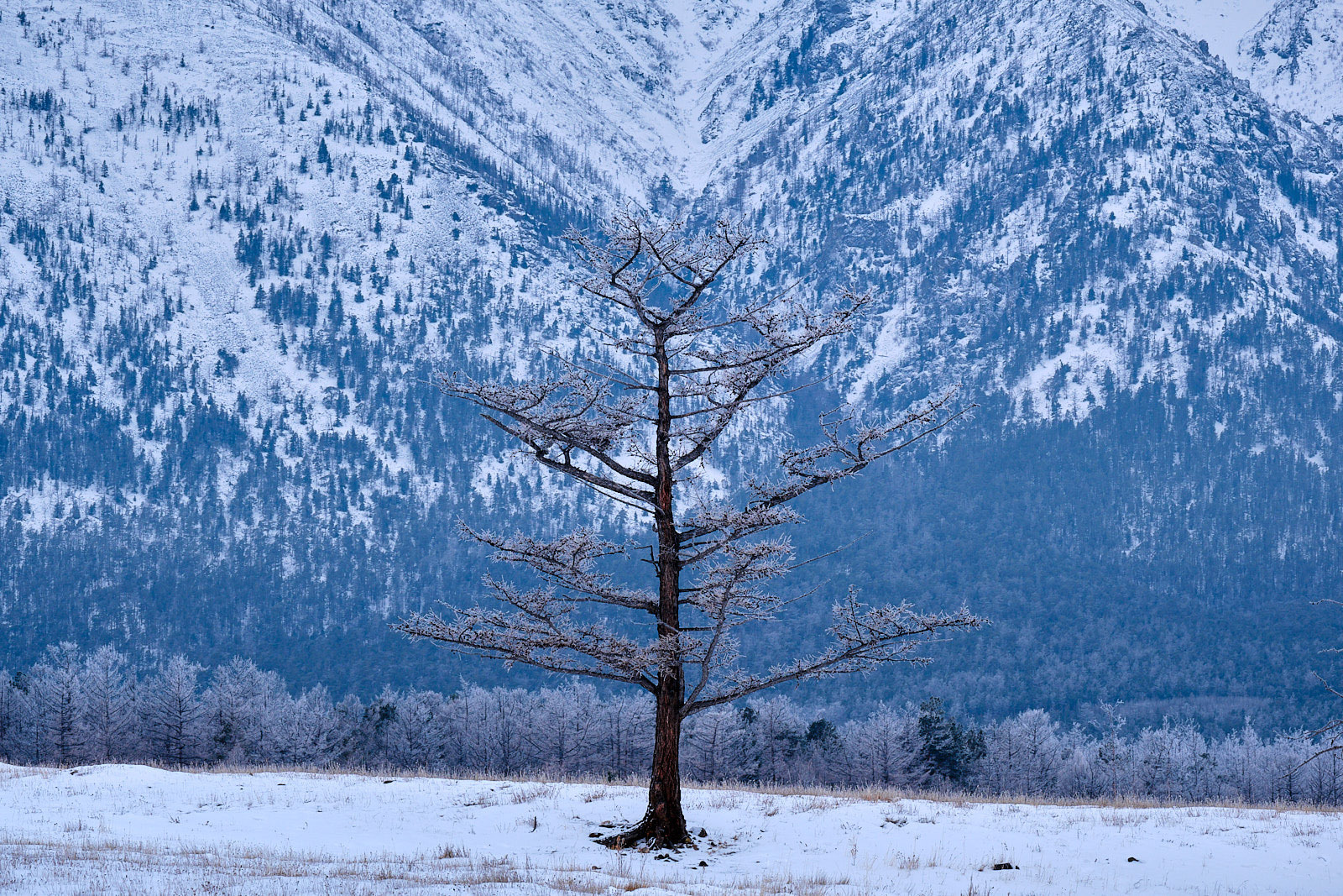 Tree along Lake Baikal shores