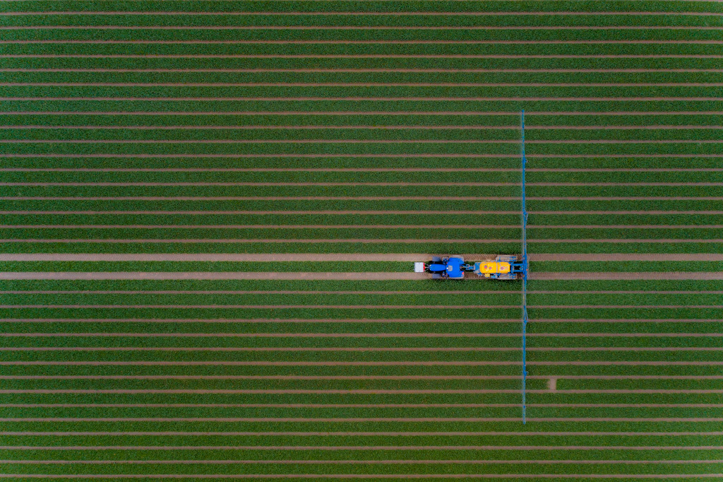Tractor in tulip fields #2