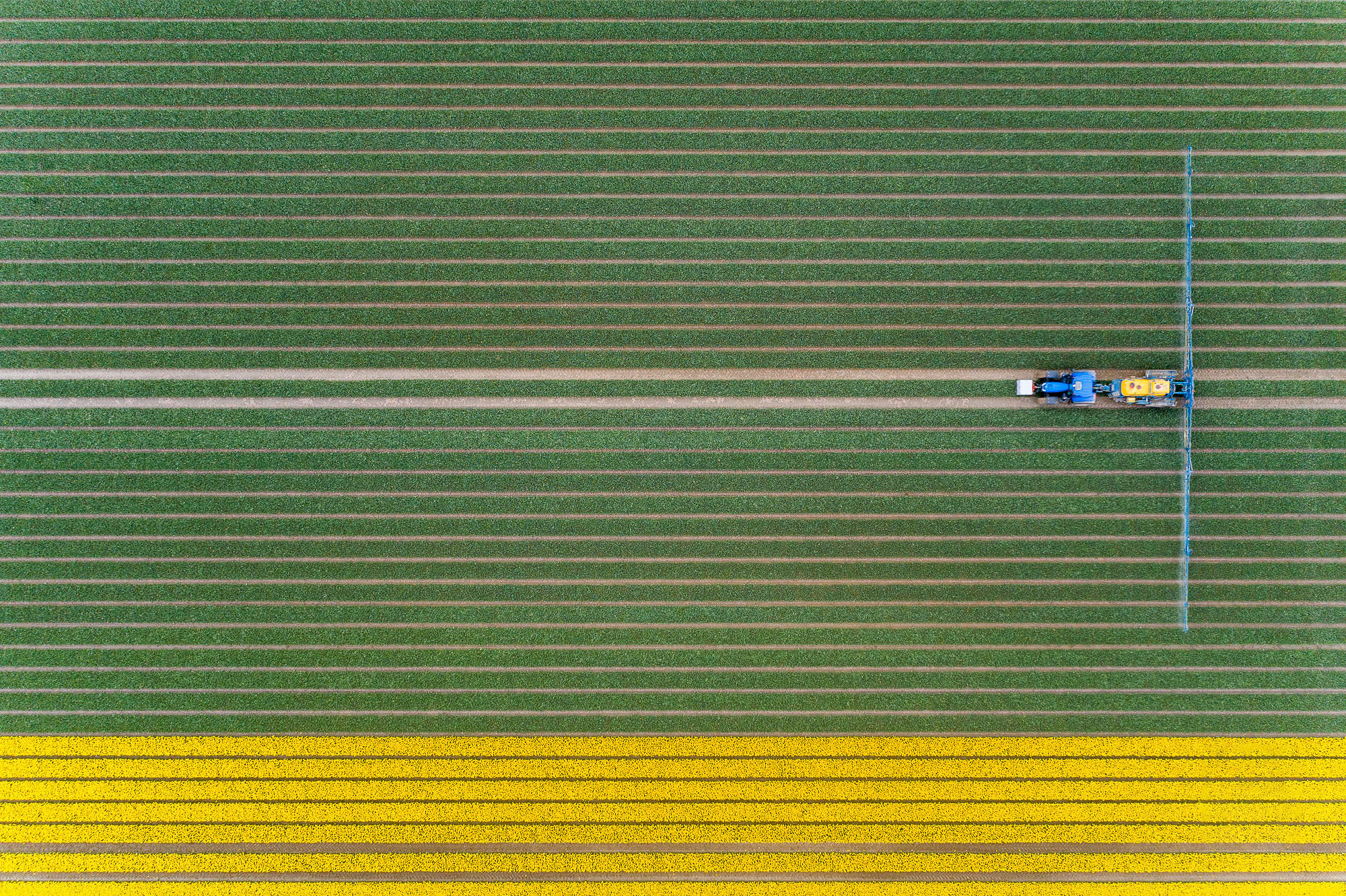 Tractor in tulip fields #1