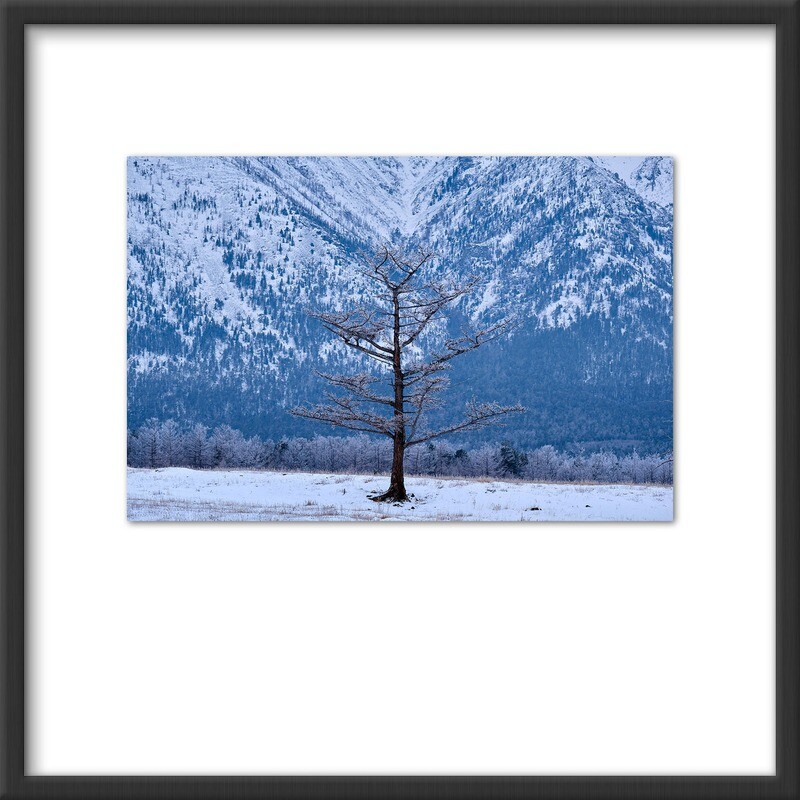 Tree along Lake Baikal shores
