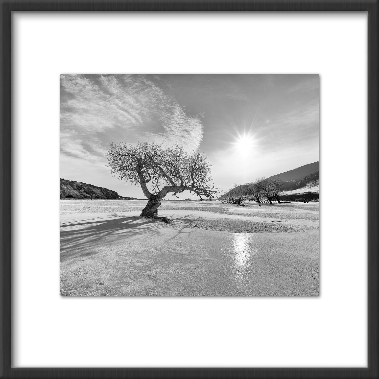 Tree in icy river