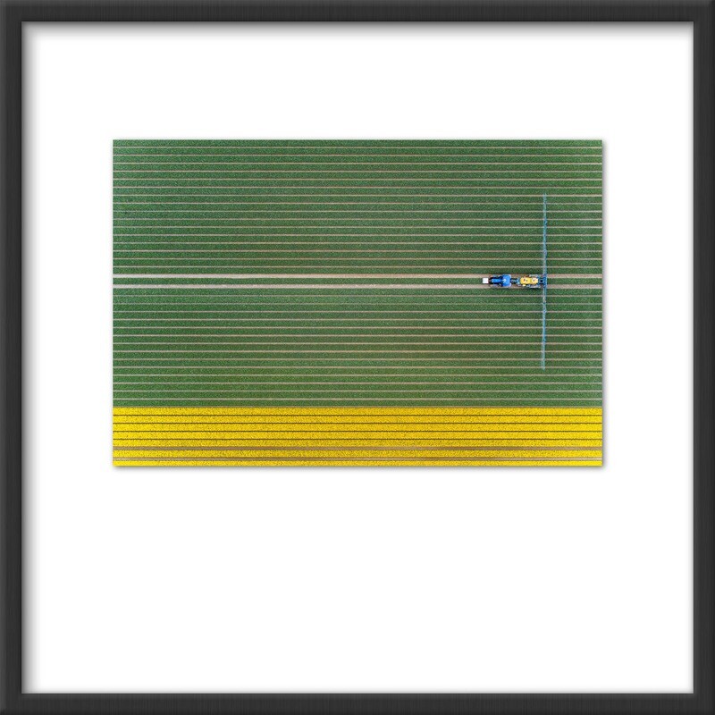 Tractor in tulip fields #1