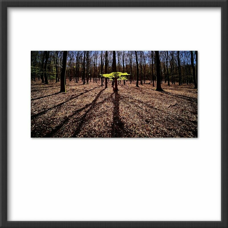 Dutch Speulderbos #2