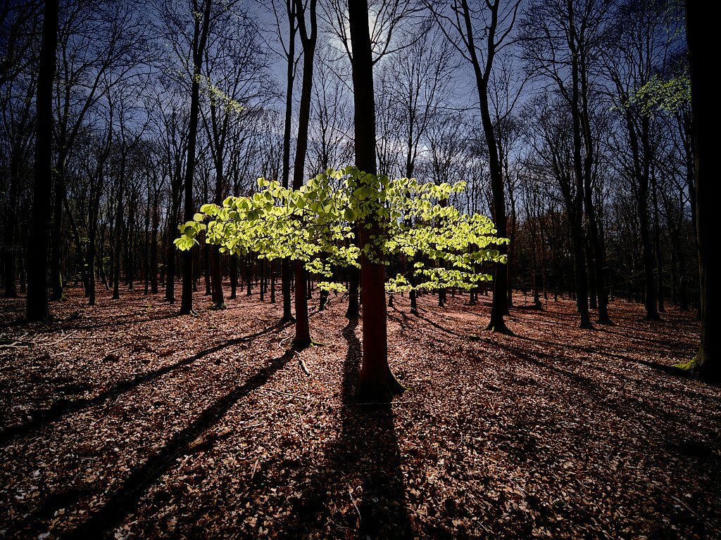 Dutch Speulderbos #1