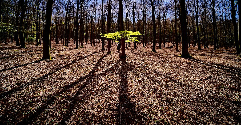 Dutch Speulderbos #2