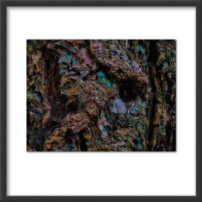 Bark abstract #2