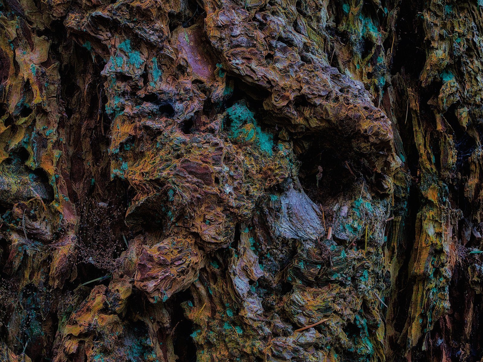 Bark abstract #2