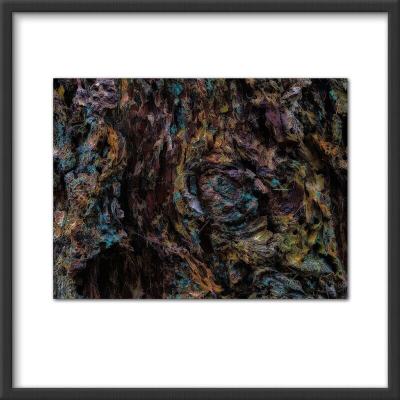 Bark abstract #3